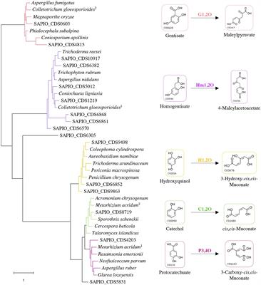 Lower Funneling Pathways in Scedosporium Species